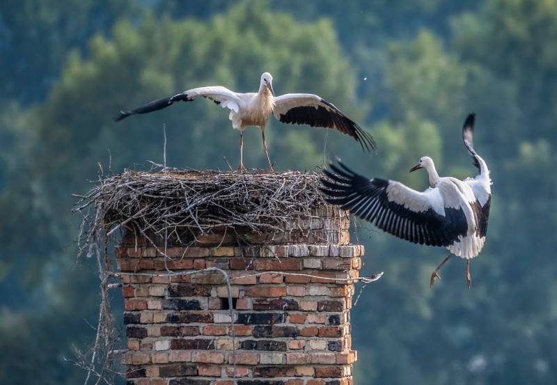 Professional Chimney Animal Removal Services in Boxford, Massachusetts