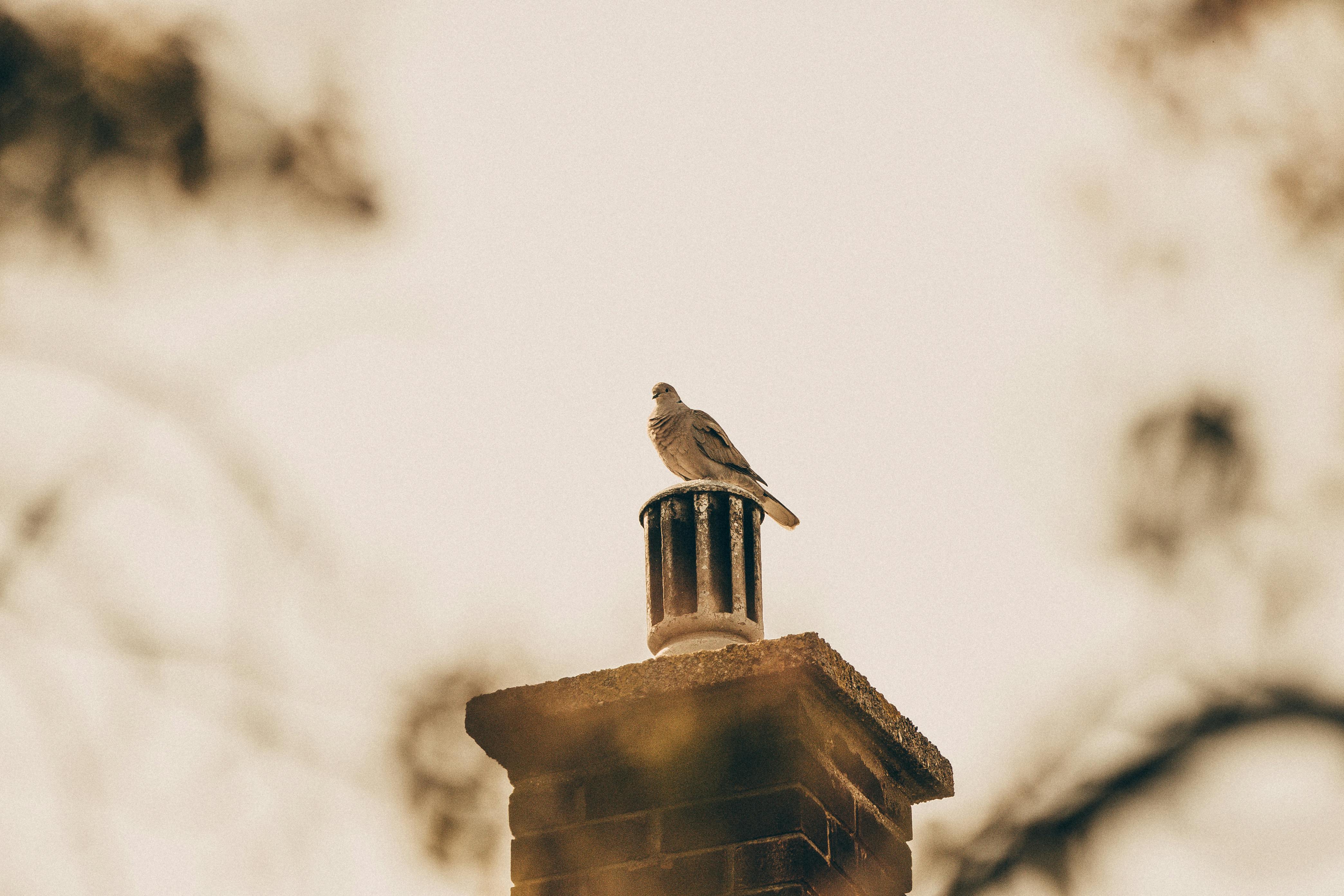 Expert Chimney Cap Installation in Boxford, Massachusetts